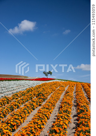 可以看到心樹的山丘 115493059