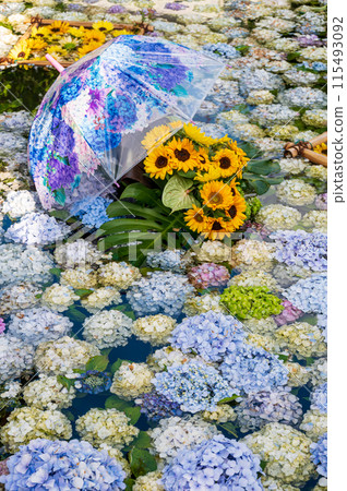 Hydrangea Pond, Hydrangea Art, Kaisei Hydrangea Festival Hydrangea Pond, Hydrangea Art, Kaisei Hydrangea Festival 115493092