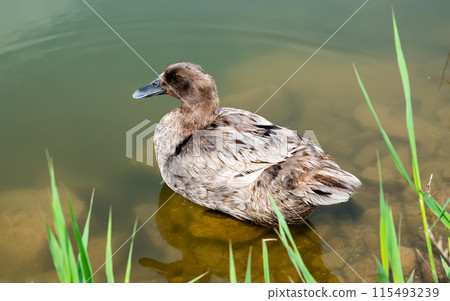 American black duck swimming in the pond 115493239