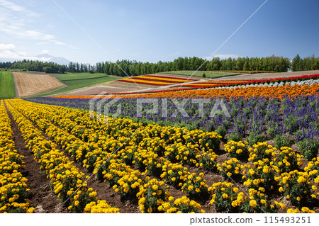 絢麗多彩的花園 115493251