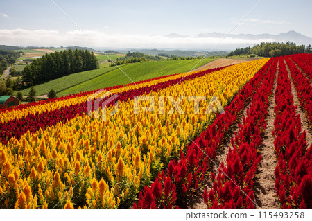 絢麗多彩的花園 115493258