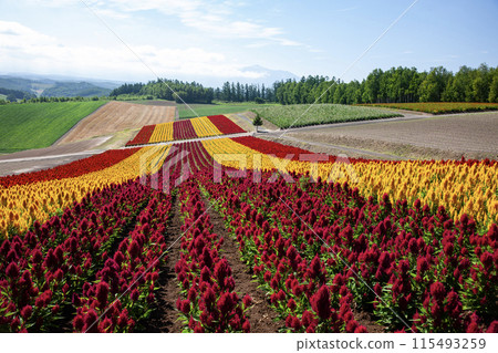 Colorful flower fields 115493259