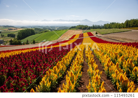 Colorful flower fields 115493261