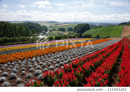 Colorful flower fields 115493262