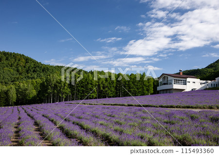 Lavender blooming hill 115493360