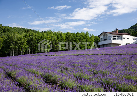 Lavender blooming hill 115493361