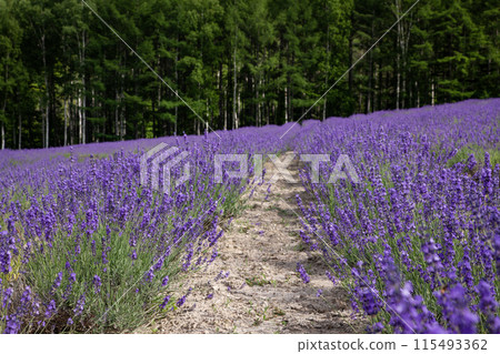 Lavender blooming hill 115493362