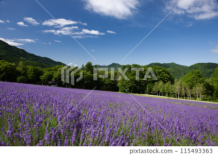 Lavender blooming hill Lavender blooming hill 115493363