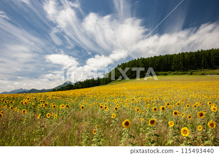 Sunflower field hill 115493440