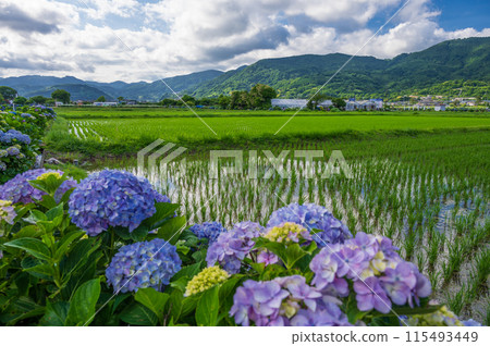 Kaisei Hydrangea Village: A village landscape with hydrangeas in bloom 115493449
