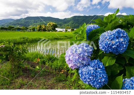 海成繡球花村 繡球花盛開的村落風景 海成繡球花村 繡球花盛開的村落風景 115493457