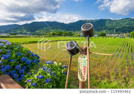 Kaisei Hydrangea Village: A village landscape with blooming hydrangeas, ladle 115493461