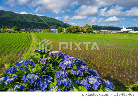 Kaisei Hydrangea Village: A village landscape with hydrangeas in bloom 115493462