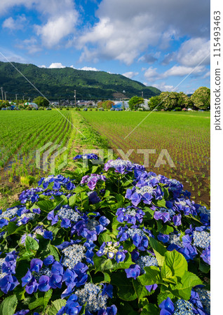 海成繡球花村 繡球花盛開的村落風景 115493463