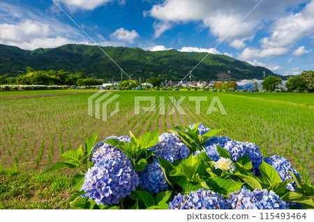 Kaisei Hydrangea Village: A village landscape with hydrangeas in bloom 115493464