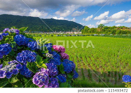 Kaisei Hydrangea Village: A village landscape with hydrangeas in bloom Kaisei Hydrangea Village: A village landscape with hydrangeas in bloom 115493472