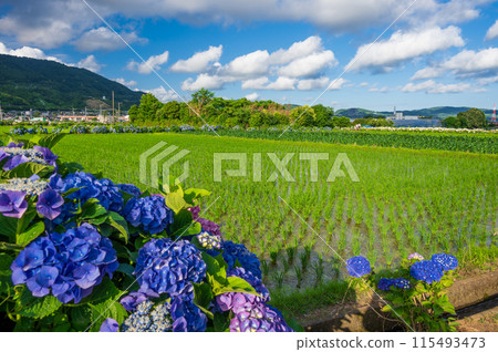 海成繡球花村 繡球花盛開的村落風景 海成繡球花村 繡球花盛開的村落風景 115493473
