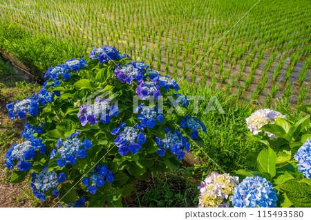 海成繡球花村 繡球花與田園風光 海成繡球花村 繡球花與田園風光 115493580