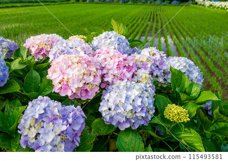 海成繡球花村 繡球花與田園風光 115493581