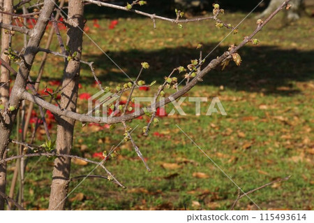 Just arrived (winter sweet fruit) March 2023 Just arrived (winter sweet fruit) March 2023 115493614