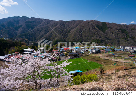 青根村的春天風景：櫻花盛開的村莊 115493644
