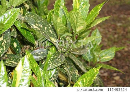 Aoki tree just after the flowers have fallen, April 2023 115493824