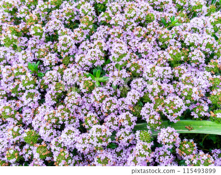 Spring in full bloom: Colorful and fun flower beds Spring in full bloom: Colorful and fun flower beds 115493899