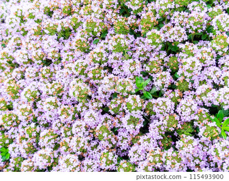 春暖花開,花壇風景多采多姿 春暖花開,花壇風景多采多姿 115493900