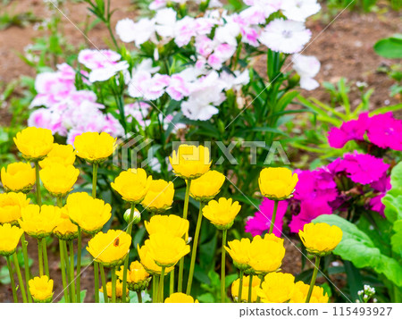 Spring in full bloom: Colorful and fun flower beds 115493927
