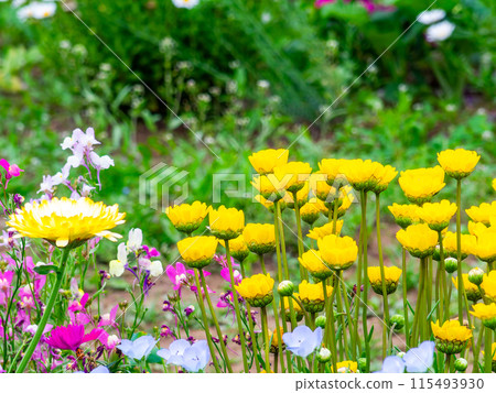 春暖花開,花壇風景多采多姿 春暖花開,花壇風景多采多姿 115493930