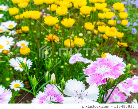 春暖花開，花壇風景多采多姿 115493935