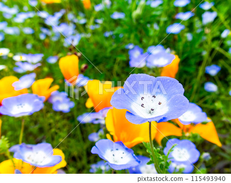 春暖花開,花壇風景多采多姿 春暖花開,花壇風景多采多姿 115493940