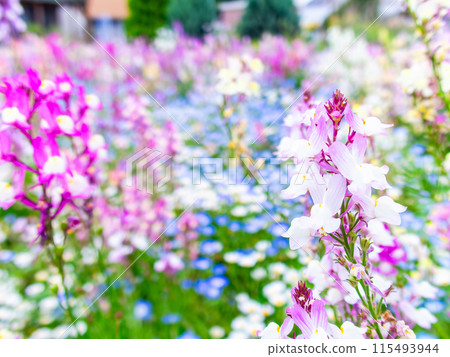 Spring in full bloom: Colorful and fun flower beds 115493944