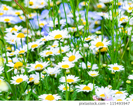 春暖花開,花壇風景多采多姿 春暖花開,花壇風景多采多姿 115493947