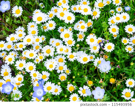 Spring in full bloom: Colorful and fun flower beds Spring in full bloom: Colorful and fun flower beds 115493956