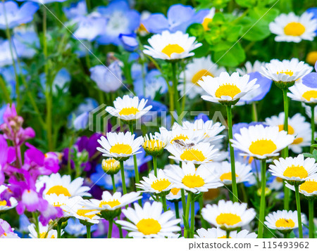 春暖花開，花壇風景多采多姿 115493962
