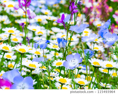 春暖花開,花壇風景多采多姿 春暖花開,花壇風景多采多姿 115493964