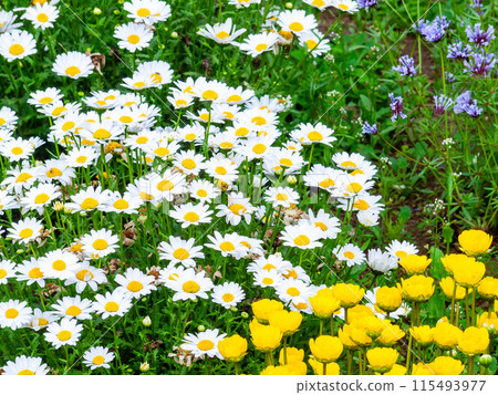 Spring in full bloom: Colorful and fun flower beds 115493977