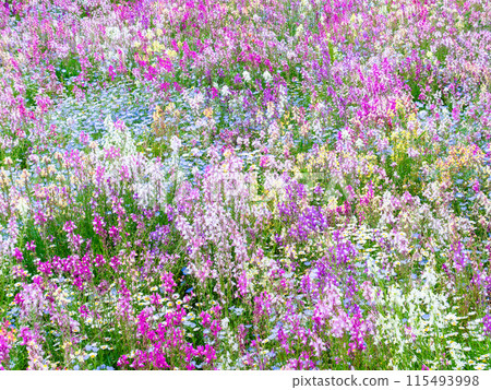 Spring in full bloom: Colorful and fun flower beds 115493998