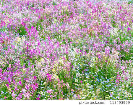 Spring in full bloom: Colorful and fun flower beds 115493999