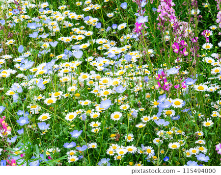 Spring in full bloom: Colorful and fun flower beds Spring in full bloom: Colorful and fun flower beds 115494000