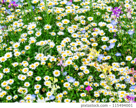 Spring in full bloom: Colorful and fun flower beds 115494001