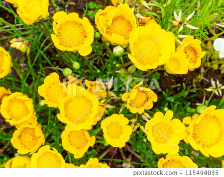 春暖花開，花壇風景多采多姿 115494035