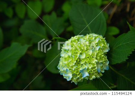 美麗的繡球花已經開始綻放 美麗的繡球花已經開始綻放 115494124