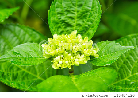美麗的繡球花已經開始綻放 美麗的繡球花已經開始綻放 115494126