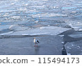 Ice floe and sea bream Ice floe and sea bream 115494173
