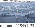Ice floe and sea bream Ice floe and sea bream 115494175