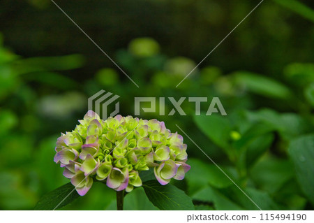 Beautiful hydrangeas have begun to bloom 115494190