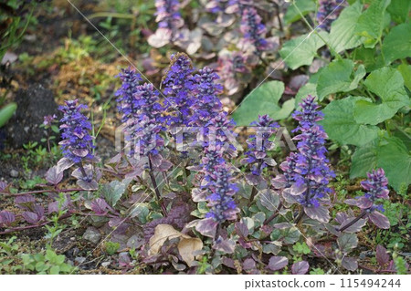 Ajuga flowers, April 2023 115494244
