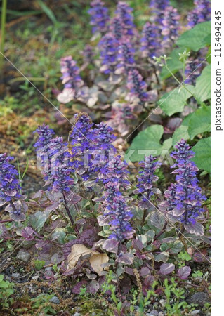 Ajuga flowers, April 2023 115494245